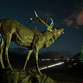 Bronze Elk in Jackson Hole